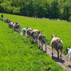 Rainbow Ridge Farms Bed & Breakfast - Hiking up the hill with the goats