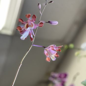 Smile Buddha Orchids - Florists Near Me - Westminster, California Smile Buddha Orchids - Florists Near Me - Westminster, California