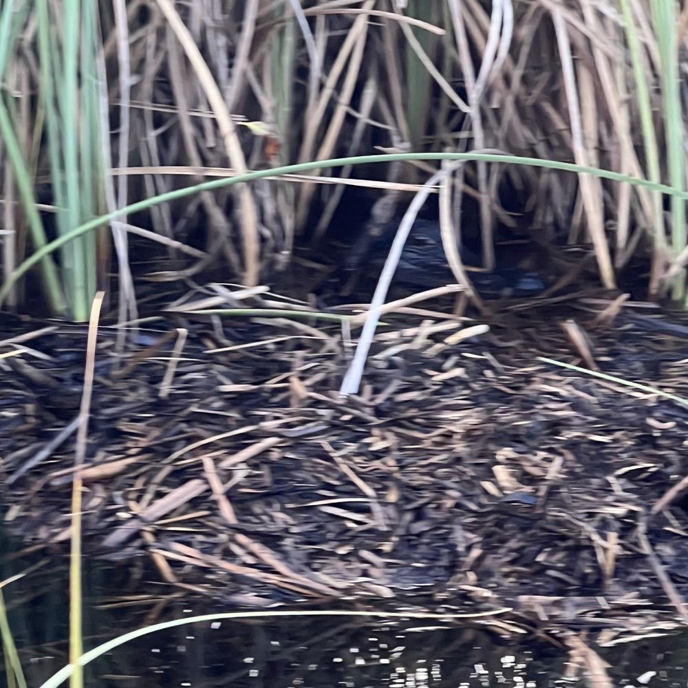 Everglades Airboat Expeditions - Boat Tours Near Me Everglades Airboat Expeditions - Boat Tours Near Me