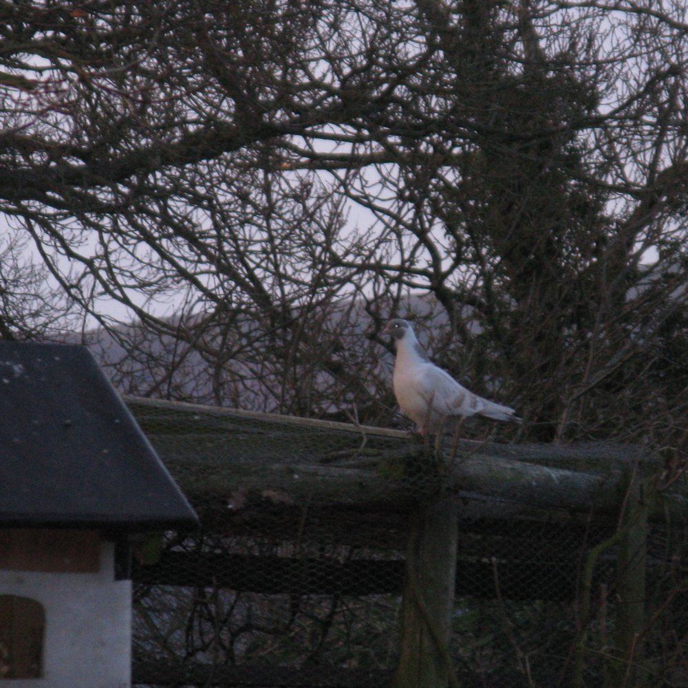 Jennie's Cottage - Little aviaries and dovecotes outside - Vacation Rentals Near Me - Shrewsbury, ABE Jennie's Cottage - Little aviaries and dovecotes outside - Vacation Rentals Near Me - Shrewsbury, ABE
