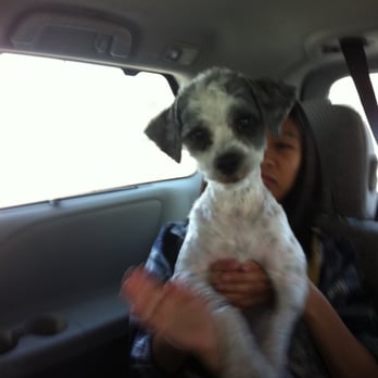 A-VIP Pet Resort - We love how they groomed Little Prince...his hair was matted and he got a real good shave! - Pet Boarding Near Me - Las Vegas, Nevada