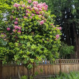 a cat sitting under a flowering tree a cat sitting under a flowering tree