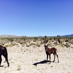 Baby horse
