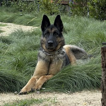 Fur Real K9 - Pet Training Near Me Fur Real K9 - Pet Training Near Me
