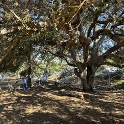 Crescenta Valley Dog Park