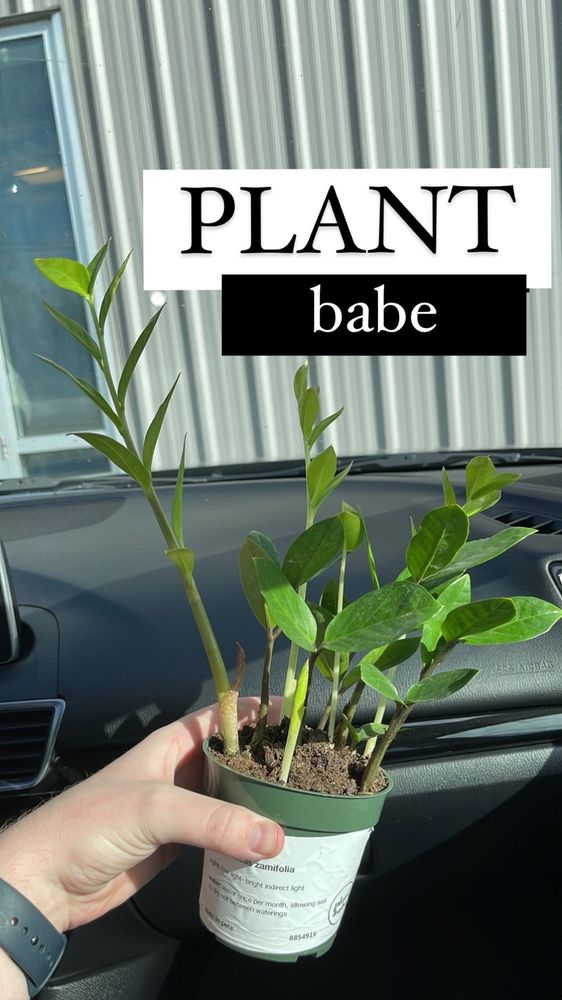 PLANT BABE Updated August 2024 1836 Meeting St, Charleston, South