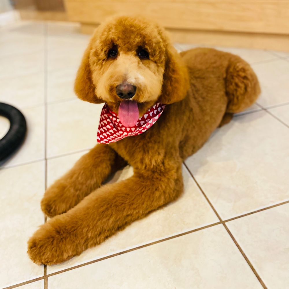 PAWS ON MAIN OF NYACK 176 Photos & 40 Reviews 152 Main St, Nyack