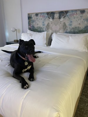 The Doyle Hotel by null