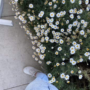 Dart Coffee Co - Sidewalk flowers - Coffee Roasteries Near Me - Santa Barbara, California