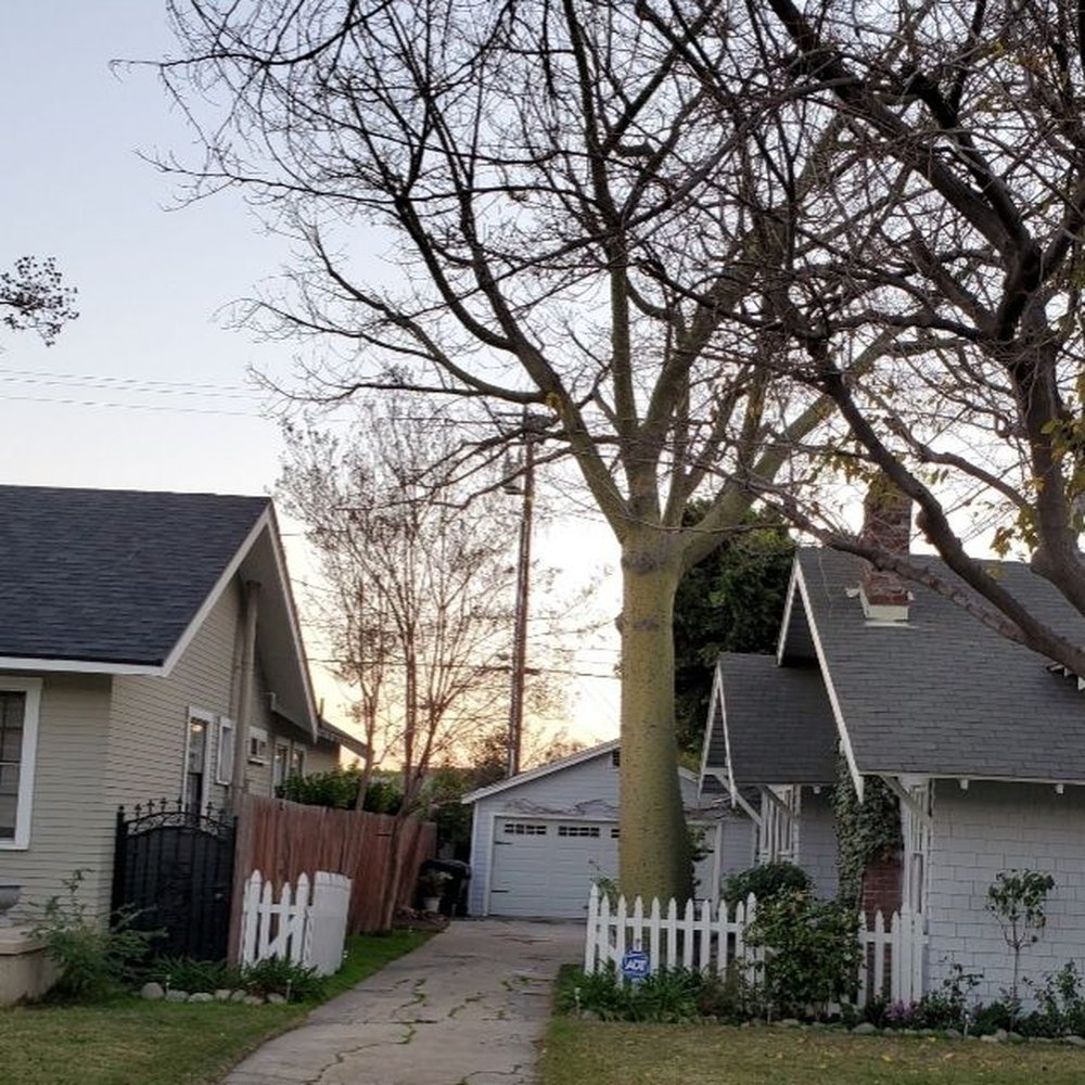 Tiger Tree Services - The 20 year old chorisia before removal (green spiky tree) - Tree Services Near Me Tiger Tree Services - The 20 year old chorisia before removal (green spiky tree) - Tree Services Near Me