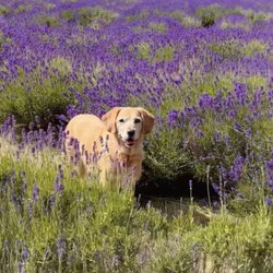 Young Living Lavender Farm - This NOT Young Living Lavender Farm...THIS IS WHAT INWAS EXPECTING..beyond disappoint it was not this beautiful!