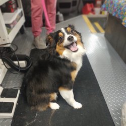 Ohh La La Paws - A very happy Miss Ava in grooming van!