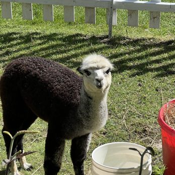 Alpaca To Apparel - Hello beautiful - Farmers Market Near Me - Fish Creek, Wisconsin Alpaca To Apparel - Hello beautiful - Farmers Market Near Me - Fish Creek, Wisconsin