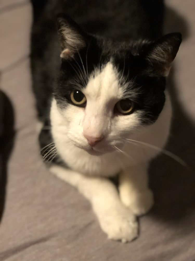 AFFORDABLE VET CARE CLEARLAKE TEMP. CLOSED with photos Updated