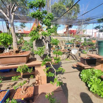Eden Bonsai - Nurseries & Gardening Near Me - La Crescenta, California