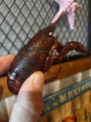 Mr. & Mrs. Crab Juicy Seafood & Bar by null