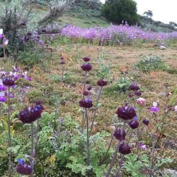 Shell Ridge Open Space - Fossil Hill Bloom - Hiking Near Me - Walnut Creek, California