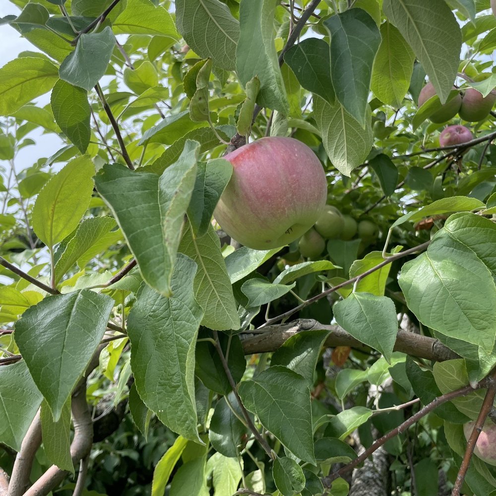 Apple Dave’s Orchards - Fruits & Veggies Near Me - Warwick, New York