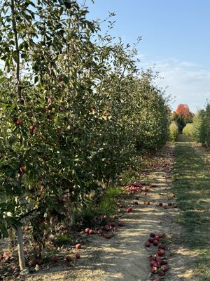 Terhune Orchards by null