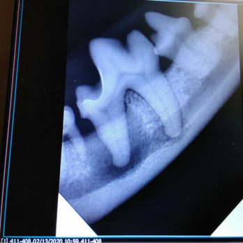 Adirondack Veterinary Clinic - New vet x-rays this is back tooth the root on left shows disintegration of jaw. Tooth removed. - Veterinarians Near Me - Ballston Spa, New York Adirondack Veterinary Clinic - New vet x-rays this is back tooth the root on left shows disintegration of jaw. Tooth removed. - Veterinarians Near Me - Ballston Spa, New York