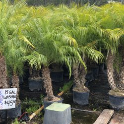 Lisenby Nursery & Outdoor - Pygmy Date Palms - HUGE 7 gallon!