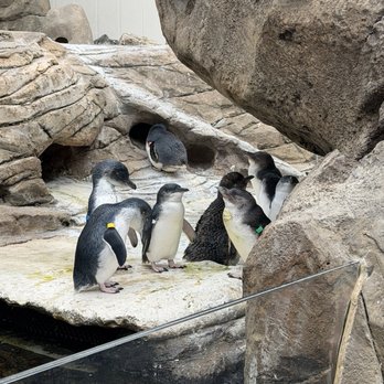 Birch Aquarium - Aquariums Near Me - La Jolla, California