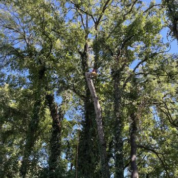 Red Woodpecker Tree Service - RW - Tree Services Near Me - White House, Tennessee Red Woodpecker Tree Service - RW - Tree Services Near Me - White House, Tennessee