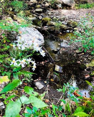 Rockefeller State Park Preserve by null