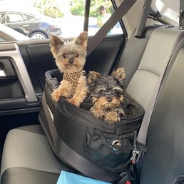 Teacup yorkies Teacup yorkies