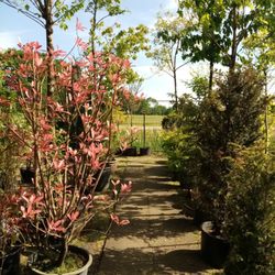 Gartencenter