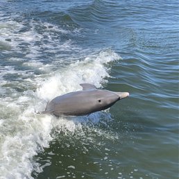 Dolphin playing