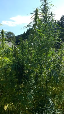 Black Forest Open Air Museum by null