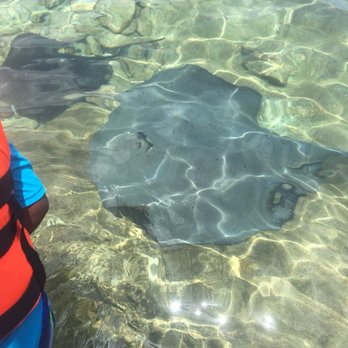Stingray Beach - Snorkeling Near Me - San Miguel, ROO Stingray Beach - Snorkeling Near Me - San Miguel, ROO