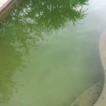 Bluepoint Pool Service - My pool was like this for over a month with this company coming every week telling me it wasn't their problem... Good riddance! - Pool Cleaners Near Me Bluepoint Pool Service - My pool was like this for over a month with this company coming every week telling me it wasn't their problem... Good riddance! - Pool Cleaners Near Me