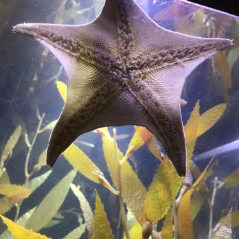 Denver Zoo - Starfish - Zoos Near Me - Denver, Colorado Denver Zoo - Starfish - Zoos Near Me - Denver, Colorado