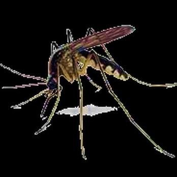 Century Termite and Pest - We spray lawns to kill and deter mosquitoes! - Pest Control Near Me - Sterling, Virginia Century Termite and Pest - We spray lawns to kill and deter mosquitoes! - Pest Control Near Me - Sterling, Virginia