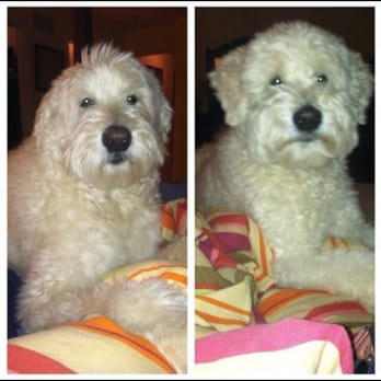 Carolyn's Pretty Pups - Pet Groomers Near Me - Birdsboro, Pennsylvania Carolyn's Pretty Pups - Pet Groomers Near Me - Birdsboro, Pennsylvania
