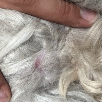 Magic Groomer - Pet Sitting Near Me - Arcadia, California