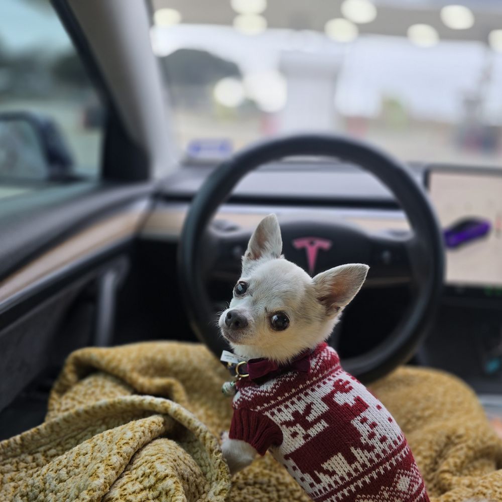 The Dapper Dog - Pet Boarding Near Me - Stephenville, Texas The Dapper Dog - Pet Boarding Near Me - Stephenville, Texas