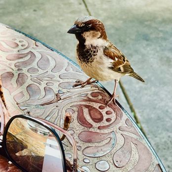 Village Grill - My little friend visited my table - Breakfast & Brunch Near Me - Bakersfield, California