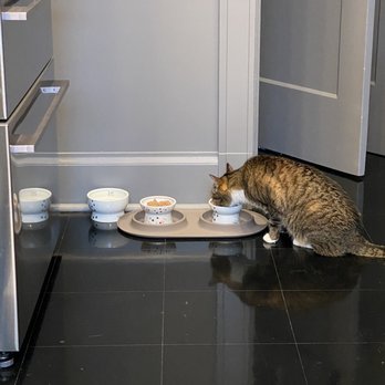 KittyBuddy - Text photo from Alena confirming our cats are eating their "lunch" - Pet Sitting Near Me - Tacoma, Washington KittyBuddy - Text photo from Alena confirming our cats are eating their "lunch" - Pet Sitting Near Me - Tacoma, Washington