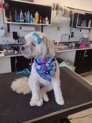 We Specialize in Grooming Dogs & Cats! - Call us Today to schedule and appointment, we offer excellent and professional services for both Cats & Dogs! We Specialize in Grooming Dogs & Cats! - Call us Today to schedule and appointment, we offer excellent and professional services for both Cats & Dogs!
