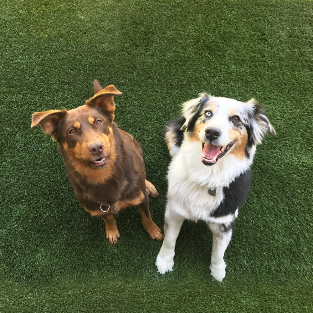 vip pet care phone number