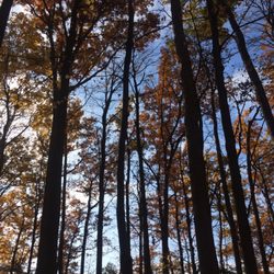 Rattlesnake Point