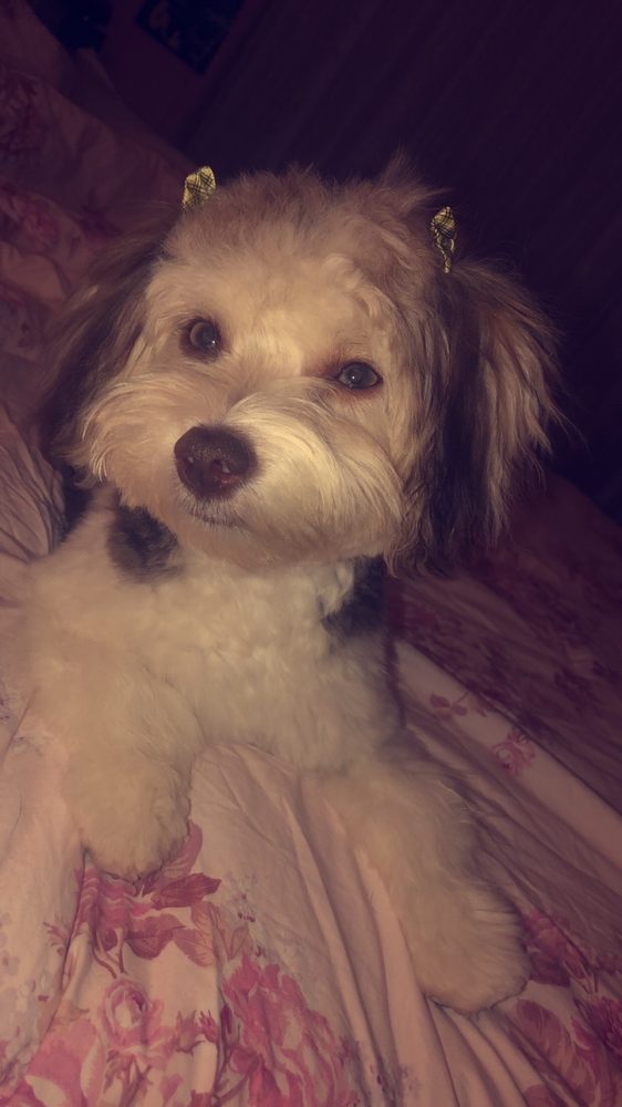 FUNK N FUR PET GROOMING 19 Photos & 12 Reviews 214 West End Ave