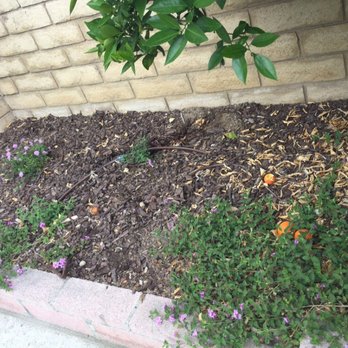 The Plant Connection - No attempt to tidy up despite a $3000 budget. - Landscaping Near Me - Northridge, California The Plant Connection - No attempt to tidy up despite a $3000 budget. - Landscaping Near Me - Northridge, California