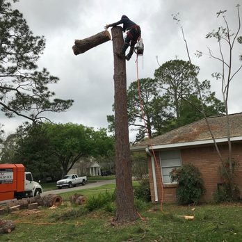 OM Tree Service - Excellent, Professional work from beginning to the end. - Tree Services Near Me - Houston, Texas