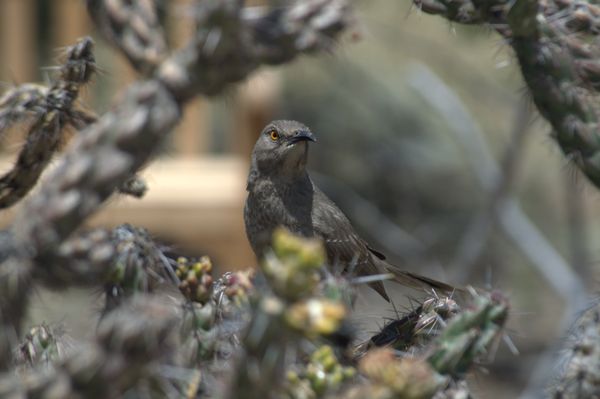 Santa Fe Botanical Garden by null