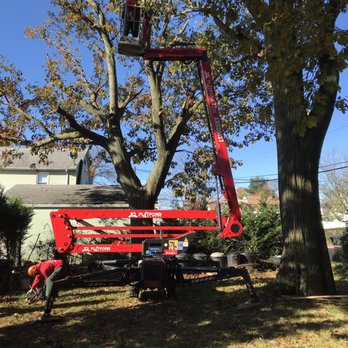 Cheap Tree Removal Services- 15 ways to get better prices - Treesurgical