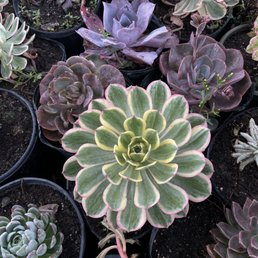 Succulent Succulent